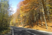 Pădurea Valea Bogăţii (Sursa: internet)